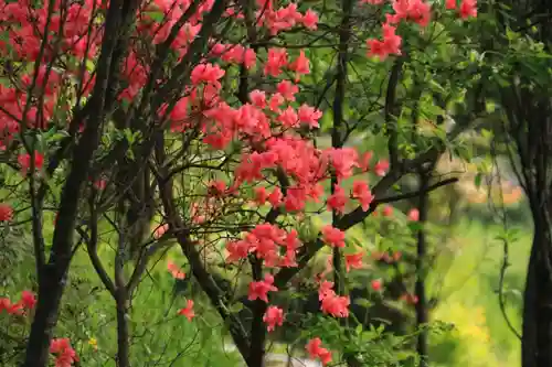 阿久津「田村神社」（郡山市阿久津町）旧社名：伊豆箱根三嶋三社の庭園