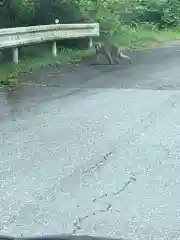 古峯神社の動物