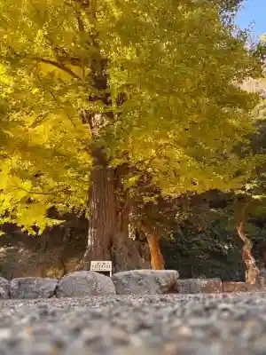 安房神社(千葉県)