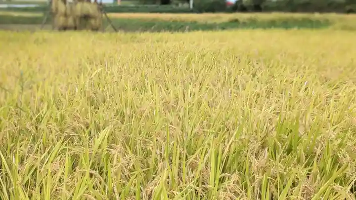 金蛇水神社(宮城県)