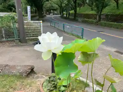 妙櫻寺(東京都)