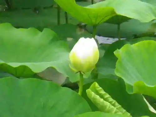 鶴岡八幡宮の自然