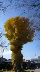 井野神社の自然