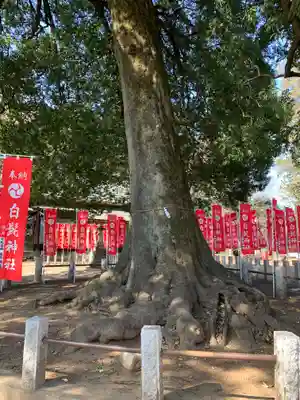 白髭神社の自然