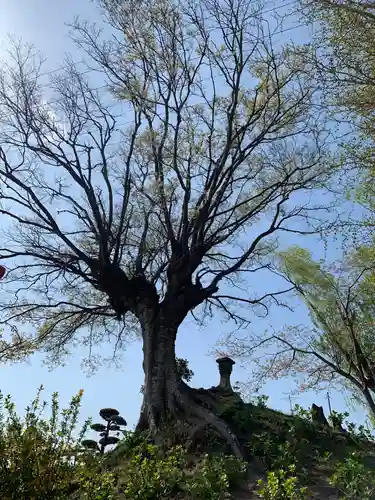 稲荷神社の自然
