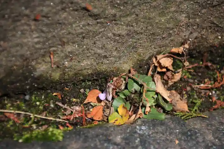 愛宕神社の自然