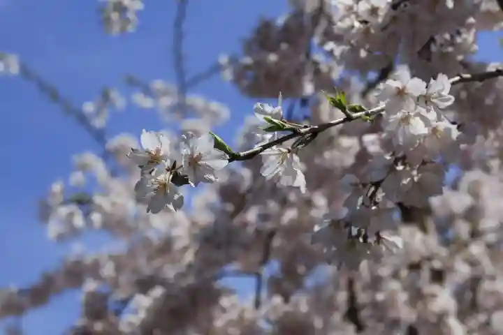 水無瀬神宮(大阪府)