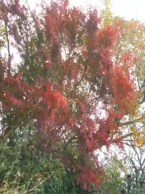 理智光寺跡（理智光寺址）＜史跡＞の自然