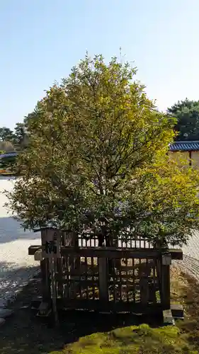 大覚寺(京都府)