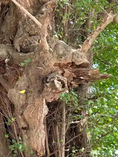 野木神社(栃木県)