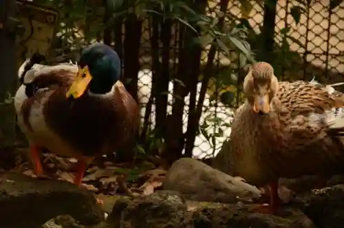 世田谷八幡宮の動物