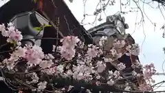 平野神社の自然