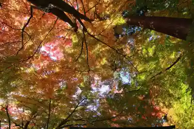 鎌足神社の自然