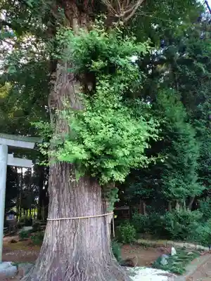 弓田香取神社(茨城県)