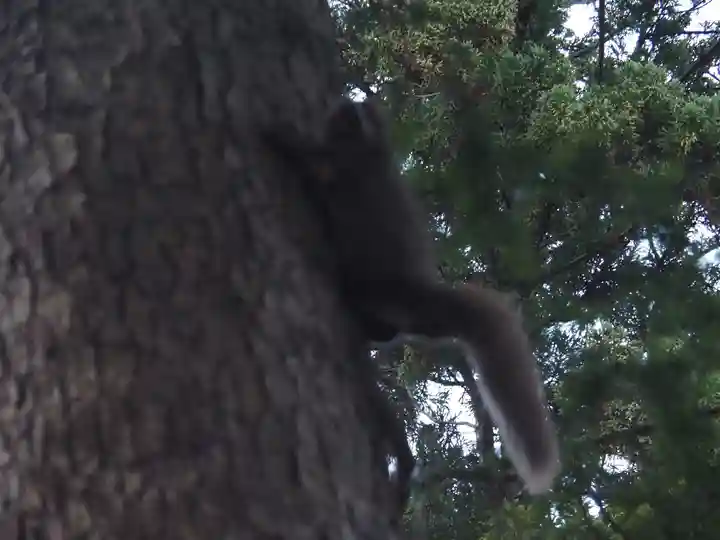 気多神社の動物