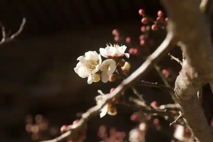 秩父札所十三番 慈眼寺の自然