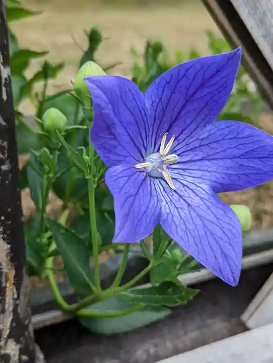 智積院(京都府)