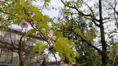 平野神社の自然