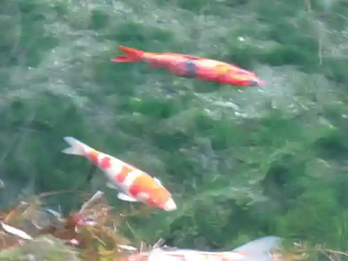 磯山弁財天の動物