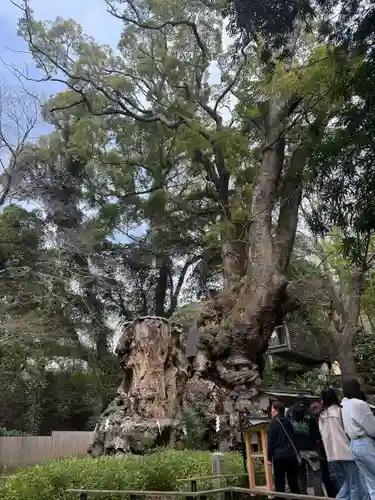 來宮神社(静岡県)