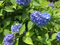 三室戸寺の自然