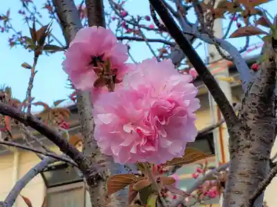 東川崎蛭子神社の自然