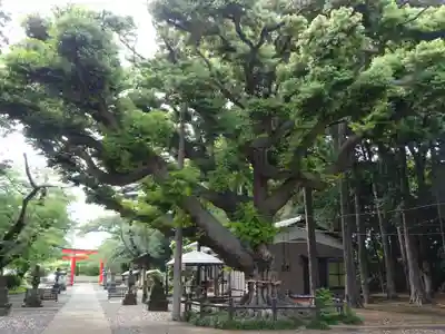 諏訪神社の自然