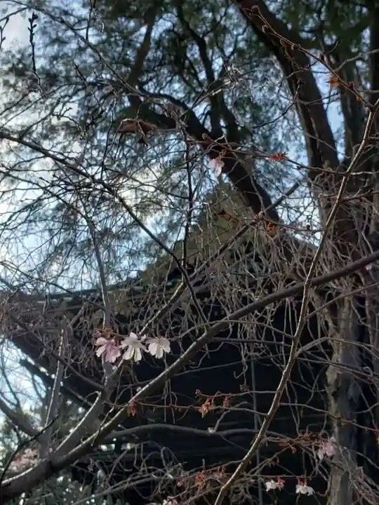 妙法寺(東京都)