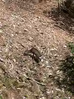 大山阿夫利神社の動物