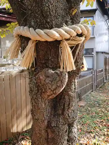 小室浅間神社の自然