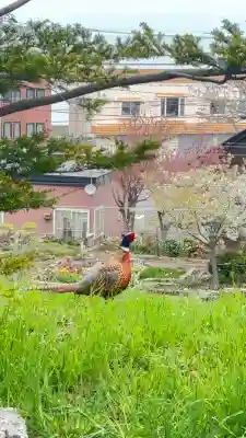 豊足神社の{uncategorized: "未分類", other: "その他", undefined: "問題あり", building: "その他建物", grave: "お墓", sacred_gate: "鳥居", guardian: "狛犬", statue: "像", buddha: "仏像", history: "歴史", nature: "自然", garden: "庭園", animal: "動物", pagoda: "塔", temizu: "手水舎", mountain_gate: "山門・神門", sanctuary: "本殿・本堂", subordinate: "末社・摂社", art: "芸術", scenery: "景色", jizo: "地蔵", ema: "絵馬", goshuin: "御朱印", omikuji: "おみくじ", items: "授与品その他", amulet: "お守り", goshuincho: "御朱印帳", eats: "食事", festival: "お祭り", votive_dance: "神楽", shichigosan: "七五三参", wedding: "結婚式", experience: "体験その他", initially: "初詣", around: "周辺", anti_infection: "感染症対策"}