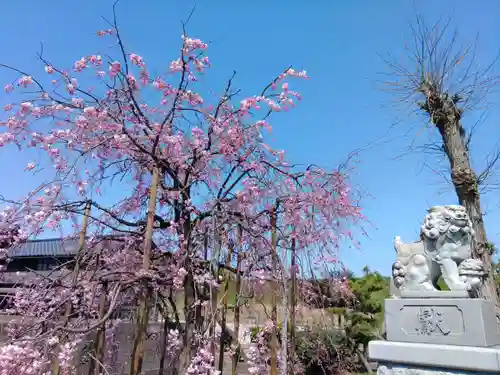 黒龍神社の狛犬