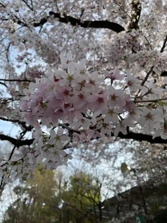 阿佐ヶ谷神明宮の自然