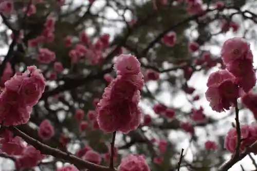 長浜八幡宮の自然