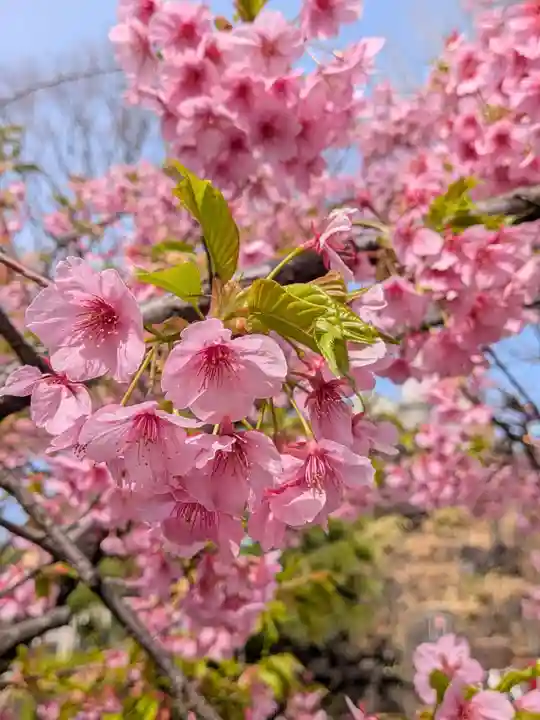 鳩森八幡神社(東京都)