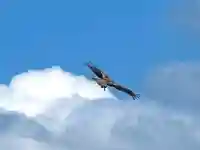 子檀嶺神社(長野県)