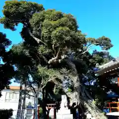 高塚熊野神社の自然