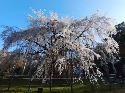 足羽神社の自然