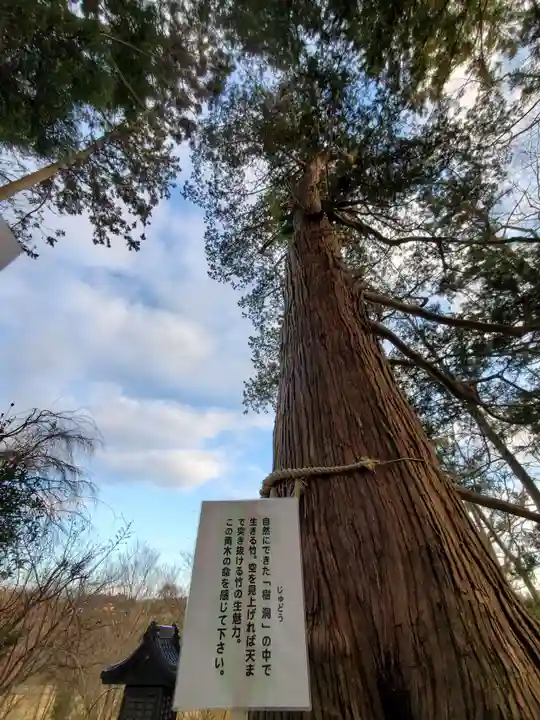 阿久津「田村神社」(郡山市阿久津町)旧社名:伊豆箱根三嶋三社の自然
