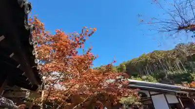 圓光寺(京都府)