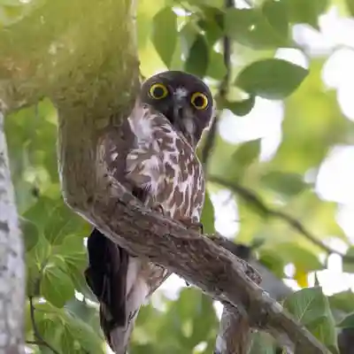 白山姫神社の動物