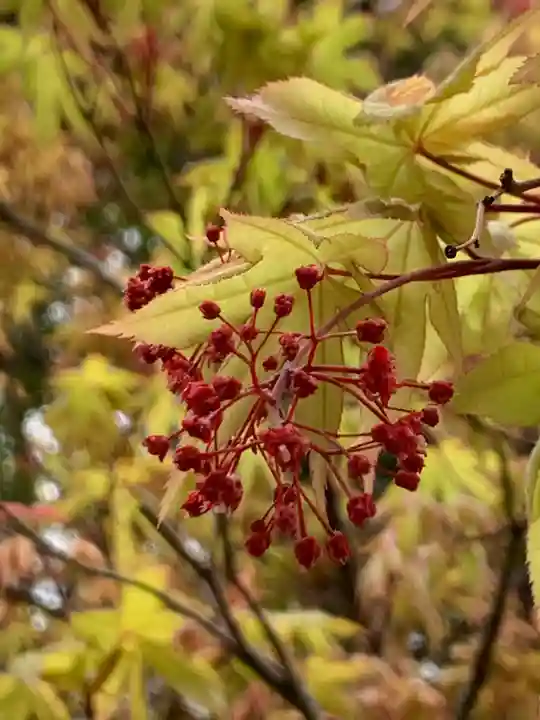 三輪神社の自然