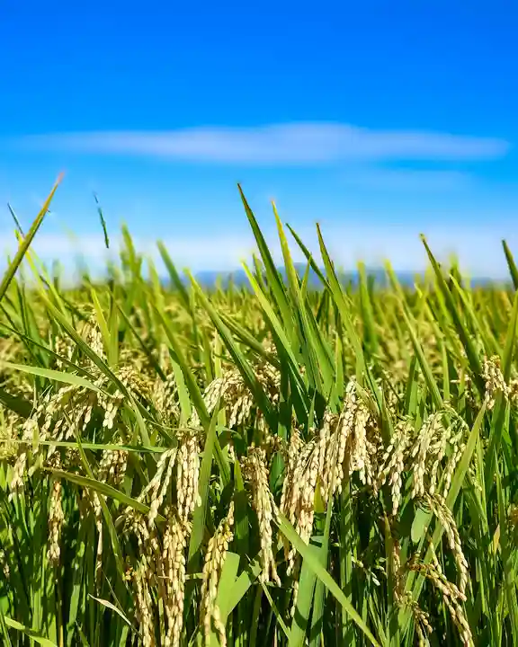 諫早神社(九州総守護 四面宮)(長崎県)