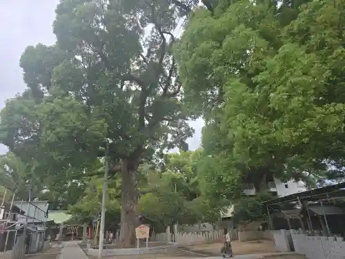 阿麻美許曽神社(大阪府)