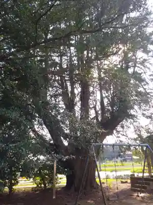 三熊神社の自然