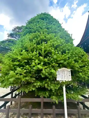 賀茂御祖神社（下鴨神社）(京都府)