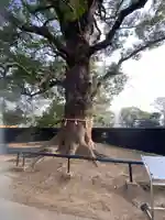 上野東照宮の自然