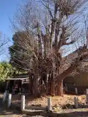 小松神社の建物その他