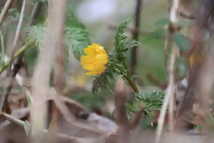 三渡神社の自然