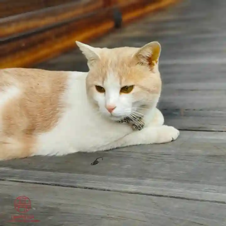 立志神社(滋賀県)